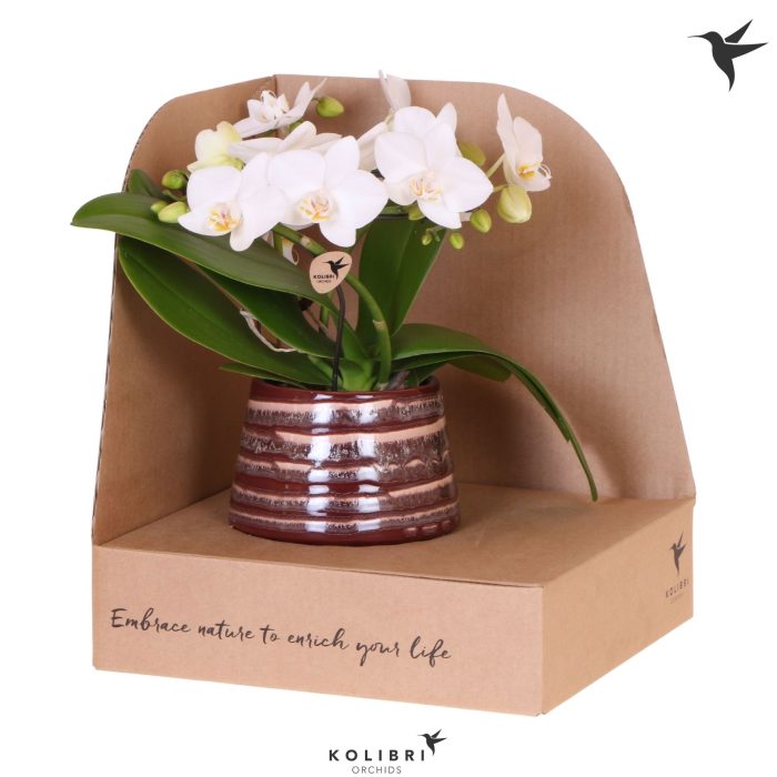 Kolibri Orchids Phalaenopsis Halo white in Moonstone pot red in showbox, D 9