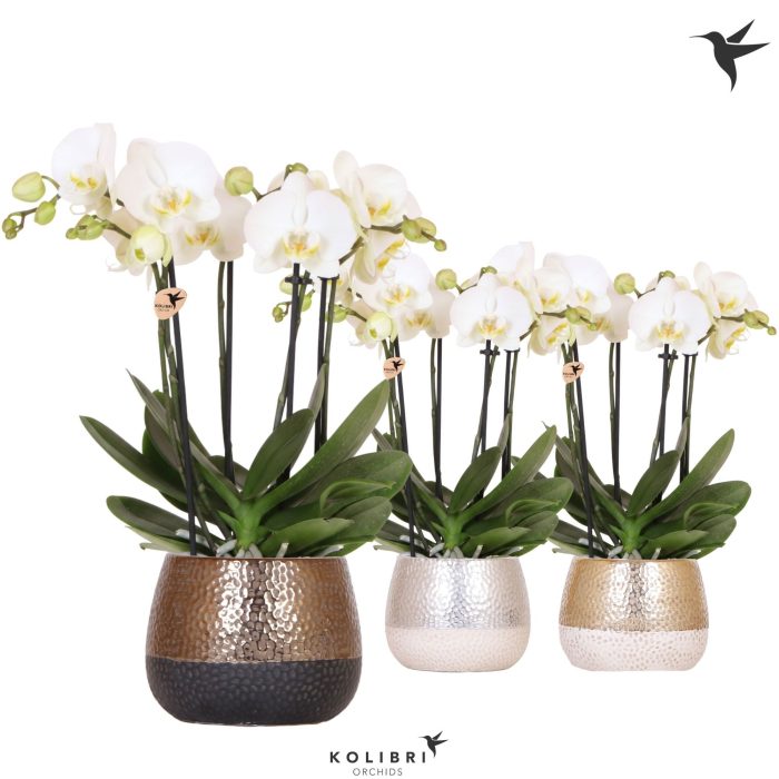 Kolibri Orchids Phalaenopsis Jewel Ghent 4 spike in Elite pot mix, D 12