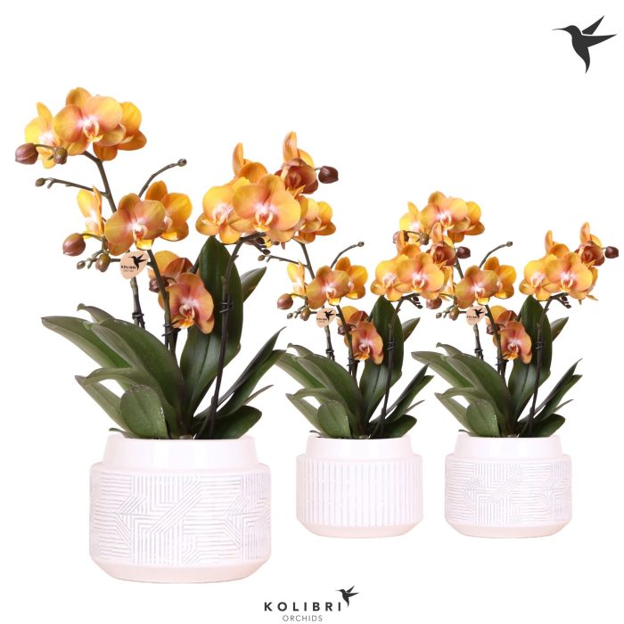 Kolibri Orchids Phalaenopsis Jewel Las Vegas 3 spike in Maze pot white, D 12