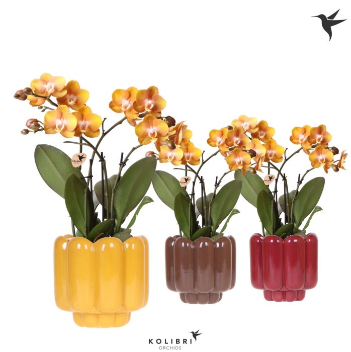 Kolibri Orchids Phalaenopsis Jewel Las Vegas 4 spike in Retro pot yellow mix, D 12