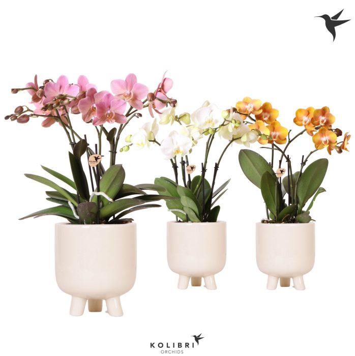 Kolibri Orchids Phalaenopsis Jewel mix in Gummy pot Travertine, D 12