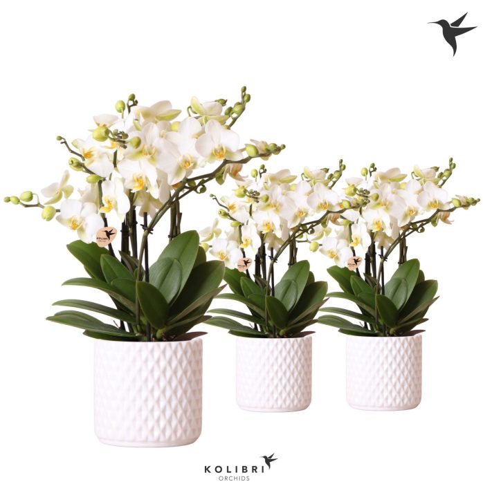 Kolibri Orchids Phalaenopsis Lausanne 6spike in Diamond pot white, D 12