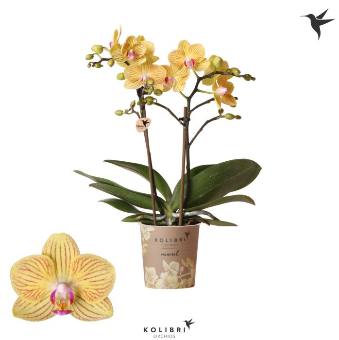 Kolibri Orchids Phalaenopsis Lima 2 spike, D 9