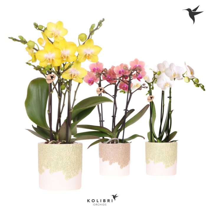Kolibri Orchids Phalaenopsis mix 3 spike in Bloom pot sand mix, D 9
