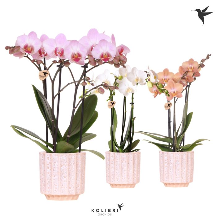 Kolibri Orchids Phalaenopsis mix 3 spike in Flow pot, D 9