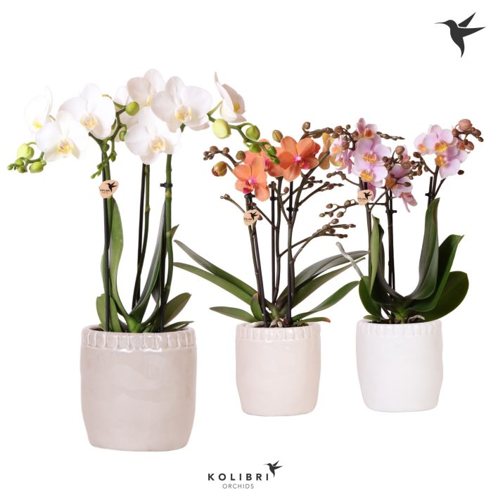 Kolibri Orchids Phalaenopsis mix 3 spike in Stones pot mix, D 9