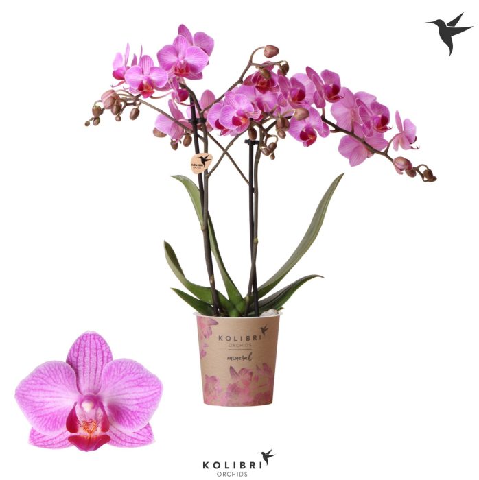 Kolibri Orchids Phalaenopsis Stuttgart 2 spike, D 9