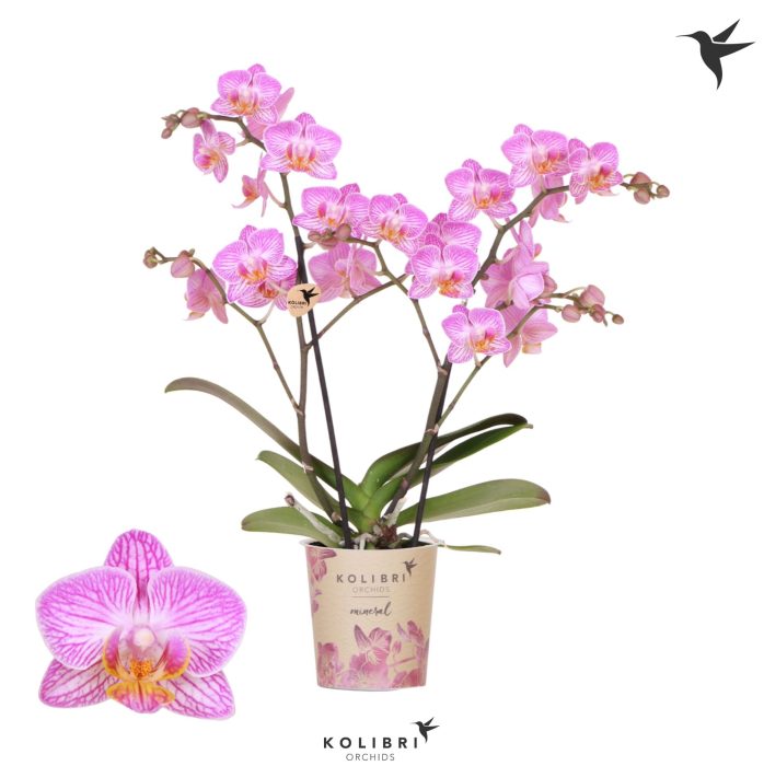 Kolibri Orchids Phalaenopsis Switserland 2 spike, D 9