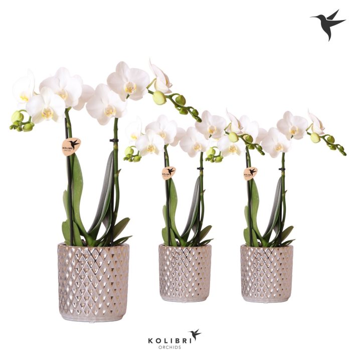 Kolibri Orchids Phalaenopsis white 2 spike in Diamond pot silver, D 9