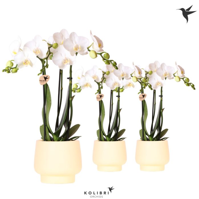 Kolibri Orchids Phalaenopsis white 3 spike in Scandic pot yellow, D 9