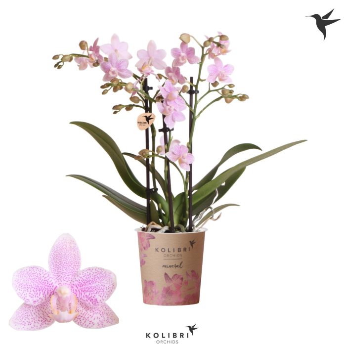 Kolibri Orchids Phalaenopsis Zambia 3 spike, D 9