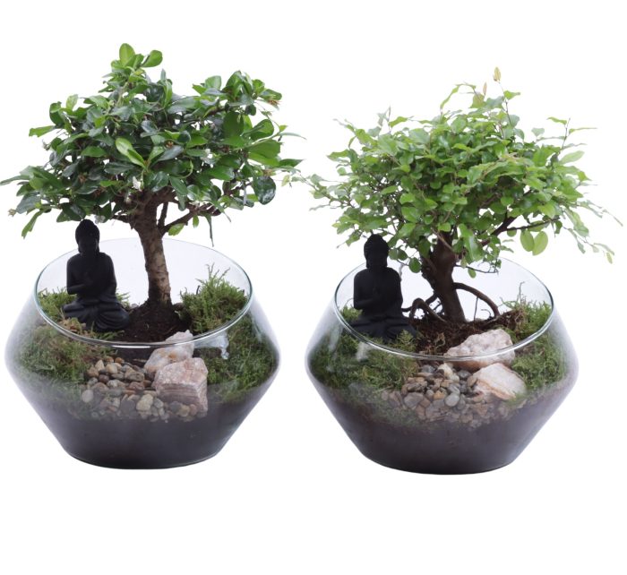 Bonsai Indoor Mix Ø12cm Ball Shape in Glass UFO Vase Ø20cm, D 20