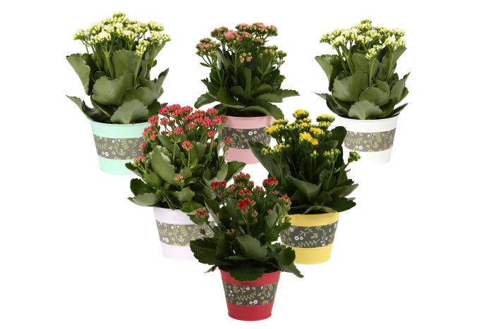 KP-781.1 -Kalanchoe Rosalina 12cm in bloemzink, D 12