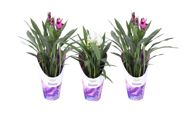KP-860.1 MX - Curcuma mix 14cm Gifts nieuw, D 14