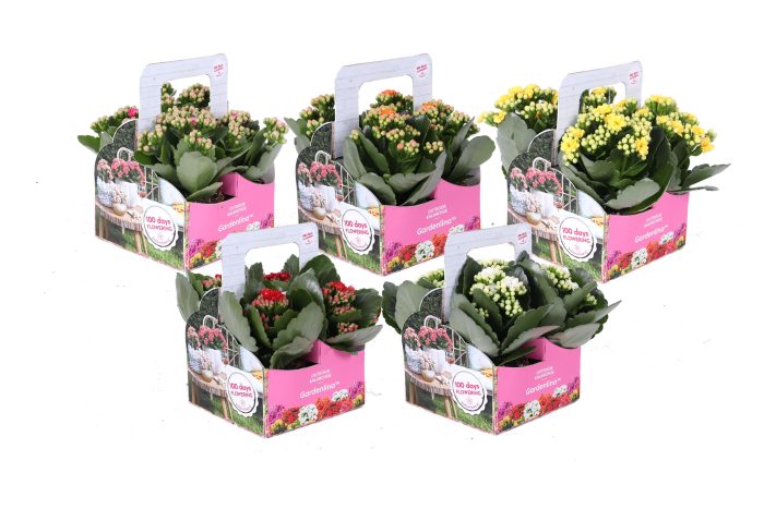 KP-861.1 OK- Gardenlina 7cm op kleur in 4-pack, D 7