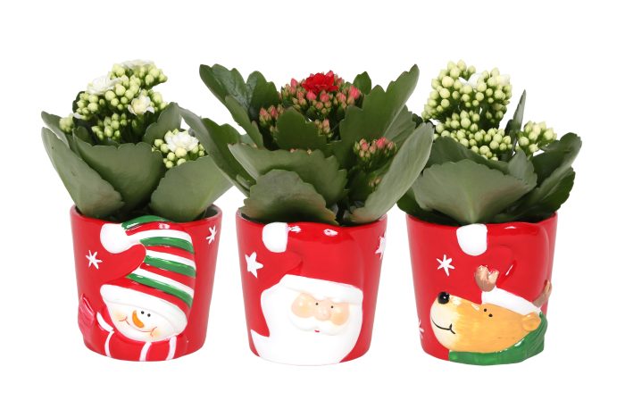 KP-873.1 - Kalanchoe Rosalina 7cm in kerstpot 3 assorti, D 7
