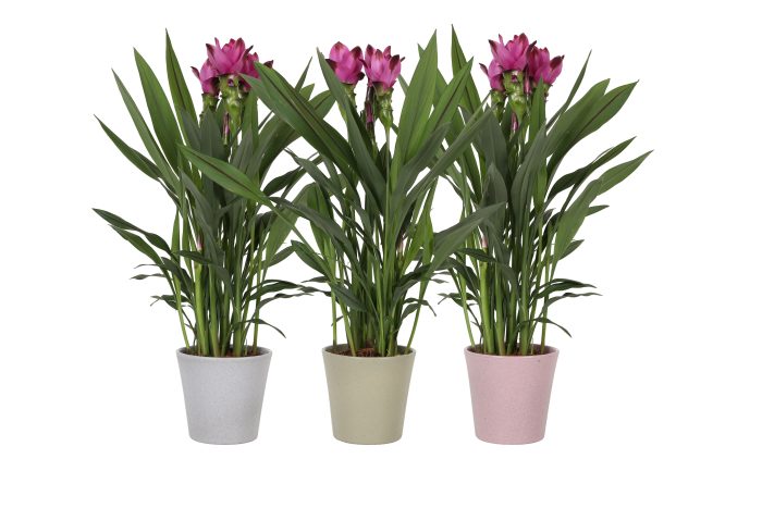 KP-886.1 - Curcuma Siam Splash 14cm in keramiek 3 kleuren granit, D 14