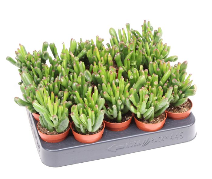 Crassula hobbit, D 5,5