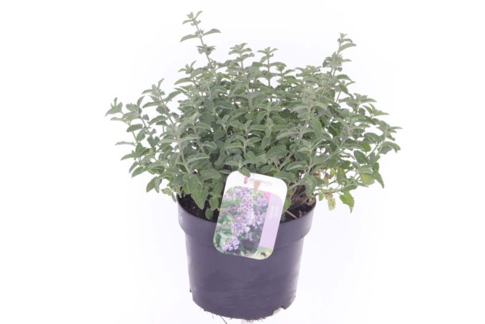Nepeta faassenii Six Hills Giant, D 17