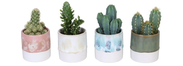 L 625 with Cactus Mix, D 6