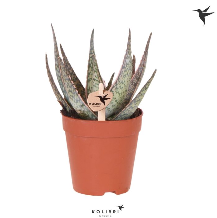 Kolibri Greens Succulenten Aloë Cayuga, D 9