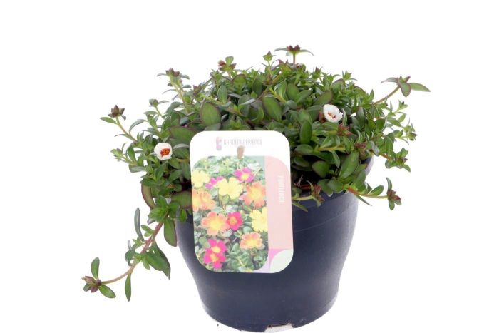 Portulaca Campino Pitaya, D 23