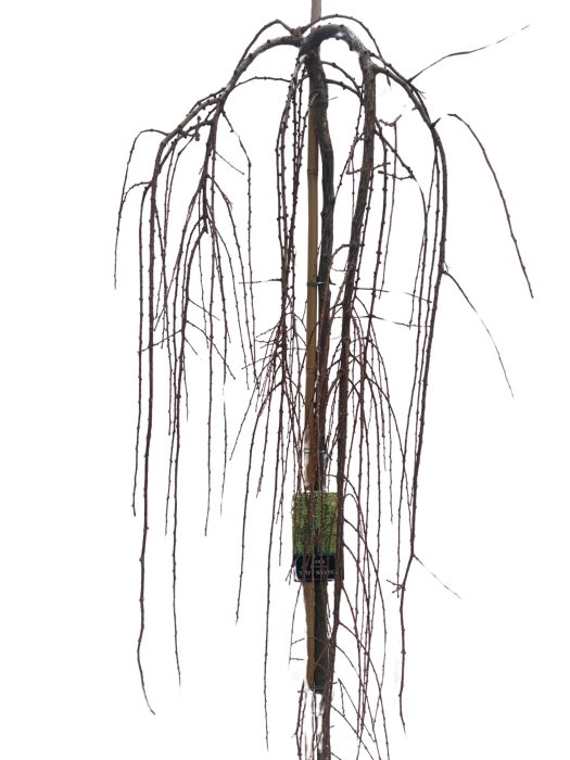 Larix Kaempferi Stiff Weeper Stam 150cm, D 32