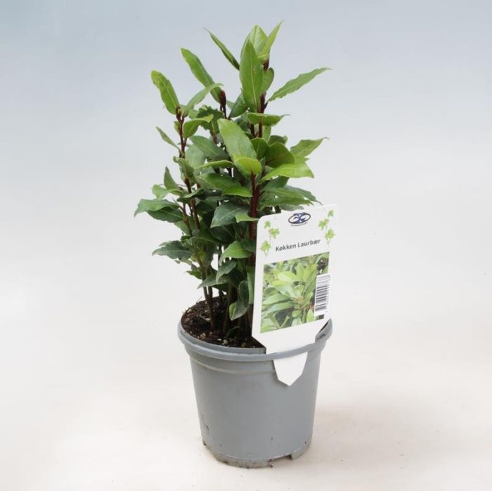 LAURUS NOBILIS, D 11