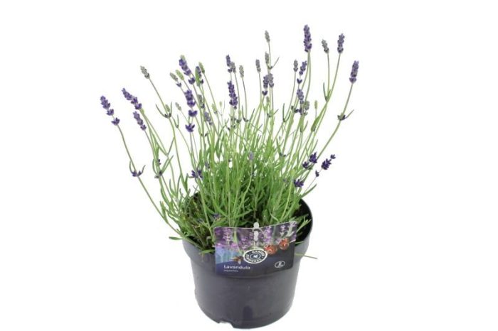 Lavandula ang. Hidcote, D 17