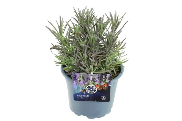 Lavandula ang. Munstead, D 17