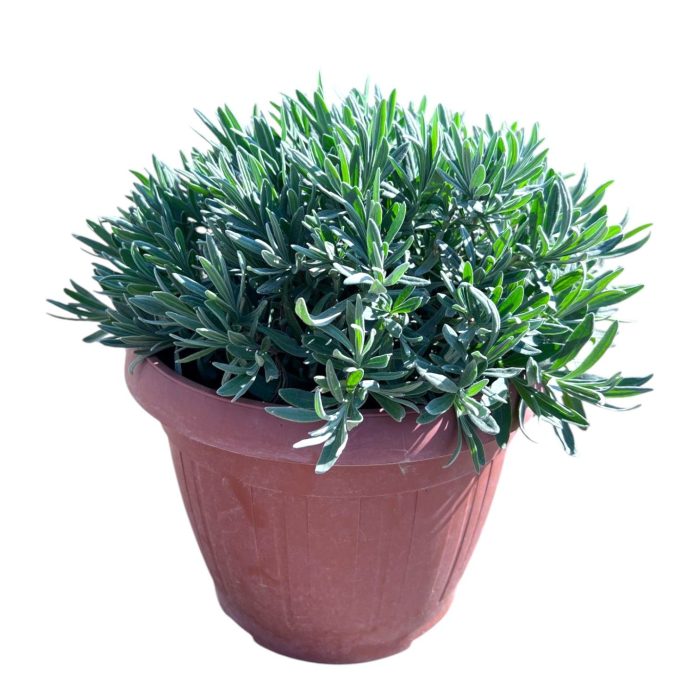 Lavandula Angustifolia, D 25