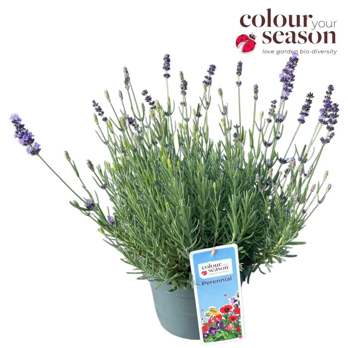 Lavandula angustifolia 'Essence Purple' P19, D 19