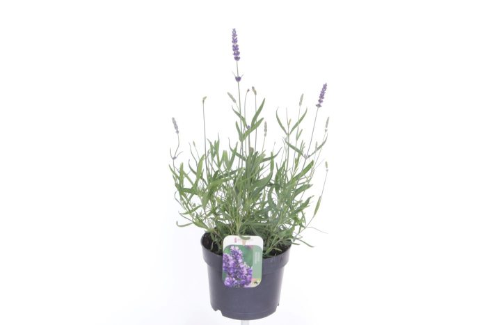 Lavandula jane impr., D 17