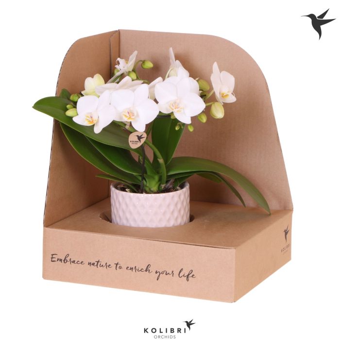 Kolibri Orchids Phalaenopsis Halo white in Diamond pot nude in showbox, D 9