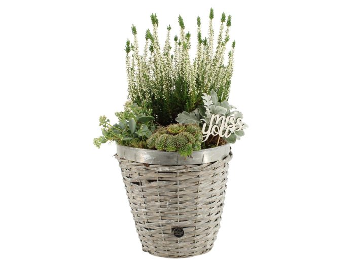 41644: All saints arrangement, D 23