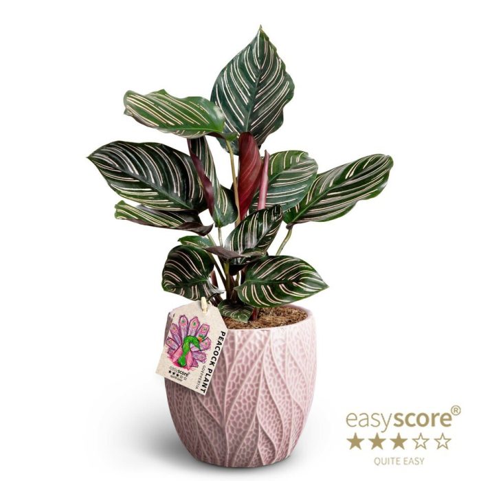 Leaf Rosa, Calathea ´Sanderiana´, D 12