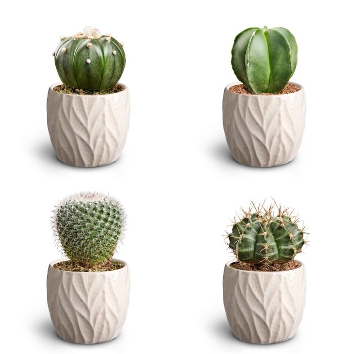 Leaf Sand, Cactus Collection, D 7