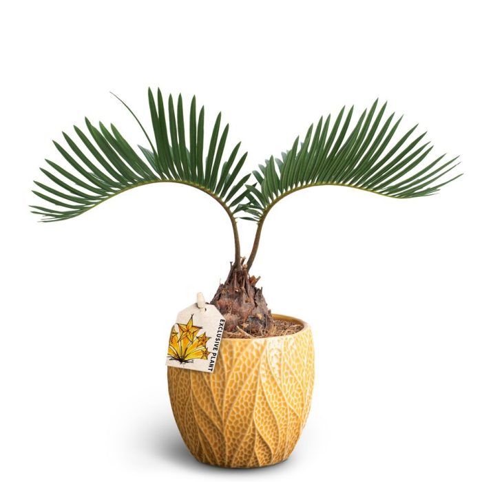 Leaf Tangerine, Cycas, D 10