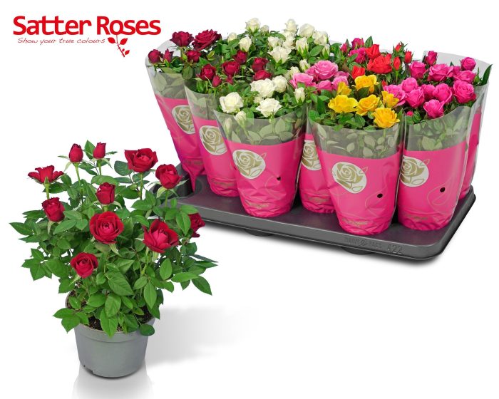 Lente / Zomer hoes, D 10,5