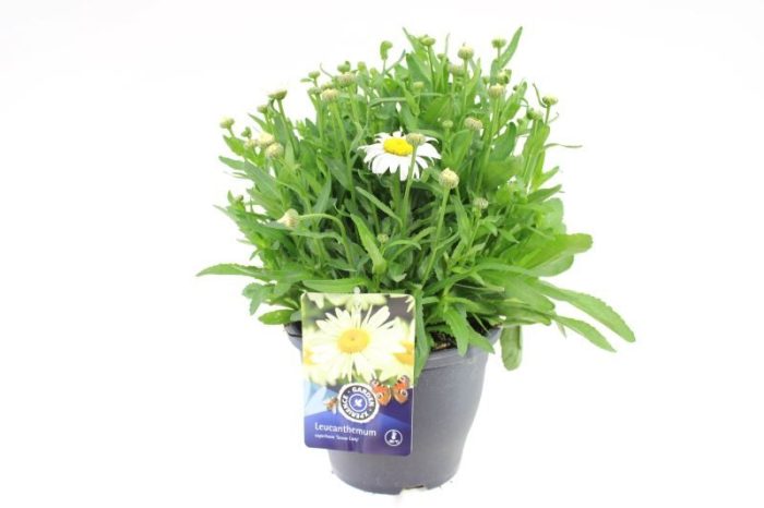 Leucanthemum Snow Lady, D 23