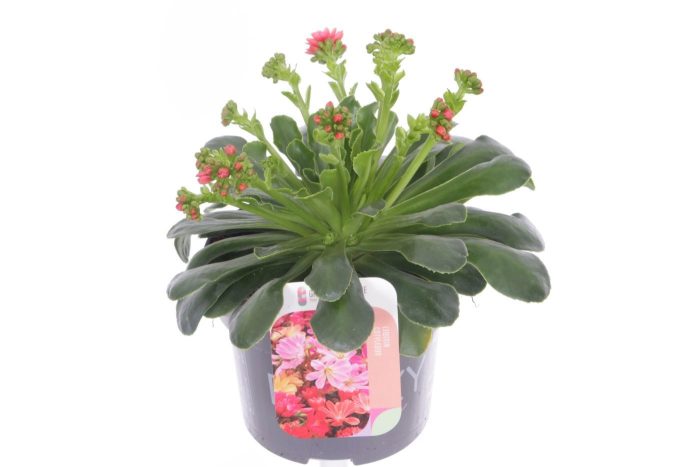Lewisia cotyledon, D 13