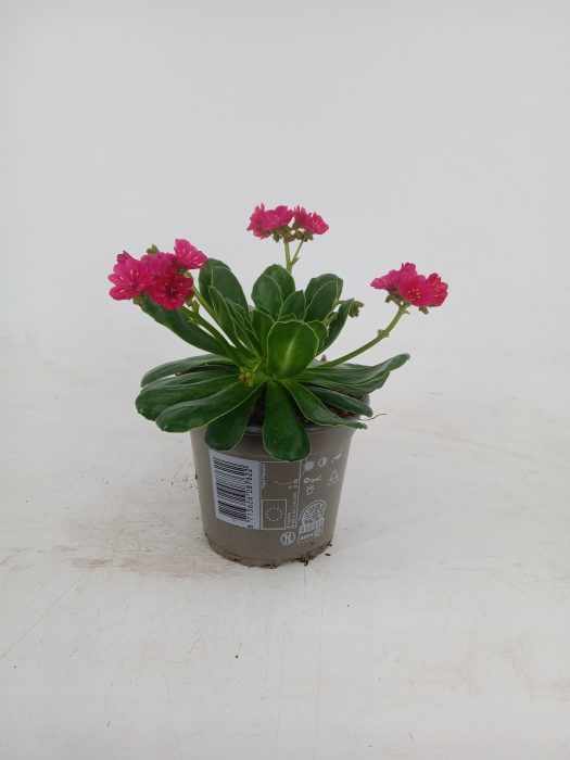 Lewsia 'Elise' Ruby Red, D 12