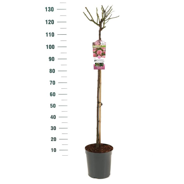 Rosa 'Bonica' - 90 Stam - Basic Collection, D 24