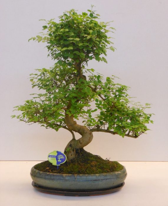 Ligustrum sinensis, 39cm., shape, with drip tray, D 39