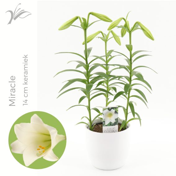 Lilium longiflorum 'Miracle' 14 cm wit keramiek (or. lelie), D 14