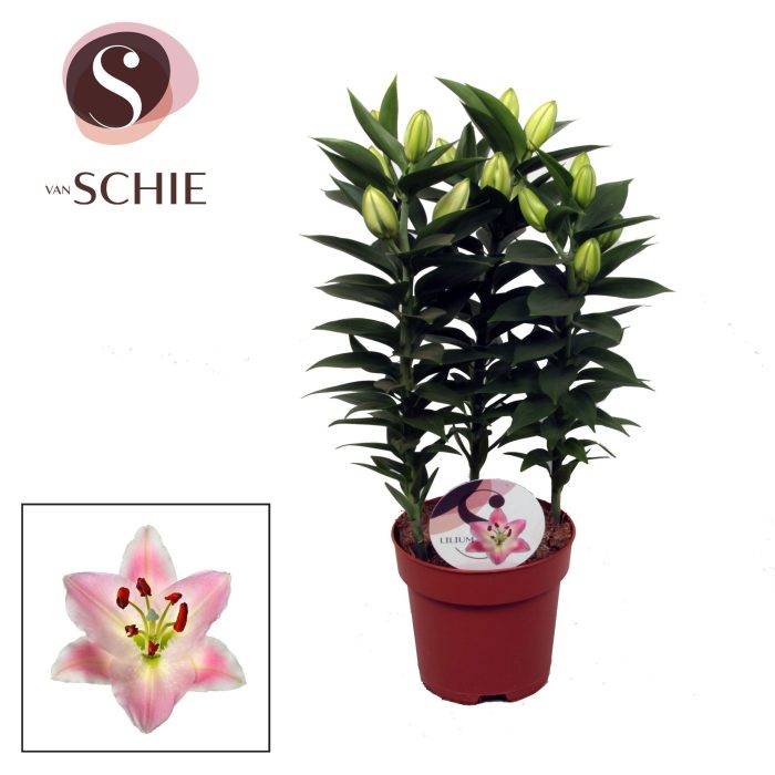 Lilium Souvenir 17cm, D 17