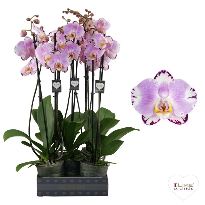 Phalaenopsis Art Nouveau - 2 tak 70cm, D 12