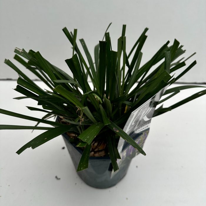 Liriope 'Moneymaker', D 17