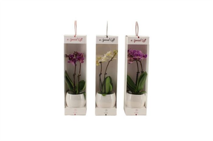 Lisa White p06 bolpot Phal Tiny Dolls mix 2T10+ Aqu@ in Giftbox, D 6