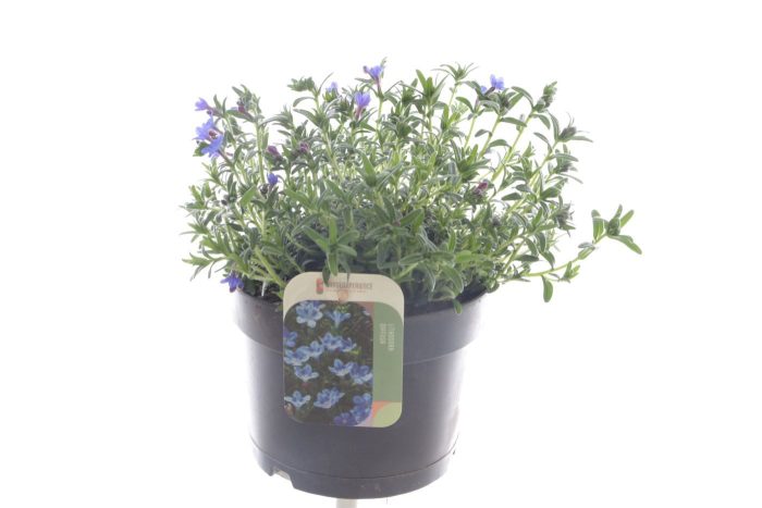 Lithodora diff. Heavenly Blue, D 17
